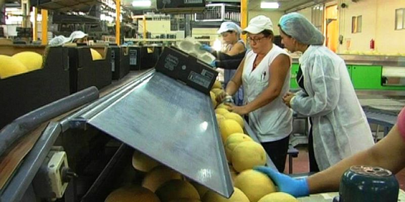 Comando Actualidad - Exportación de verduras
