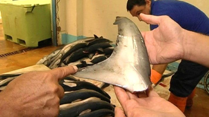 Comando Actualidad - Exportando aleta de tiburón