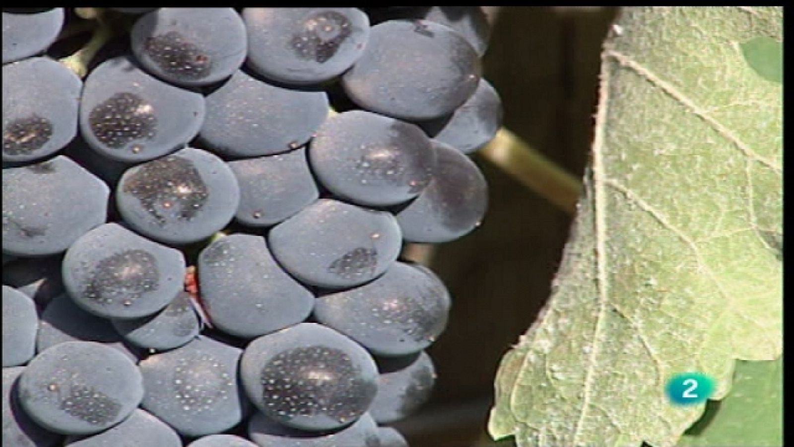 Agrosfera - 10/09/11 - Ver ahora