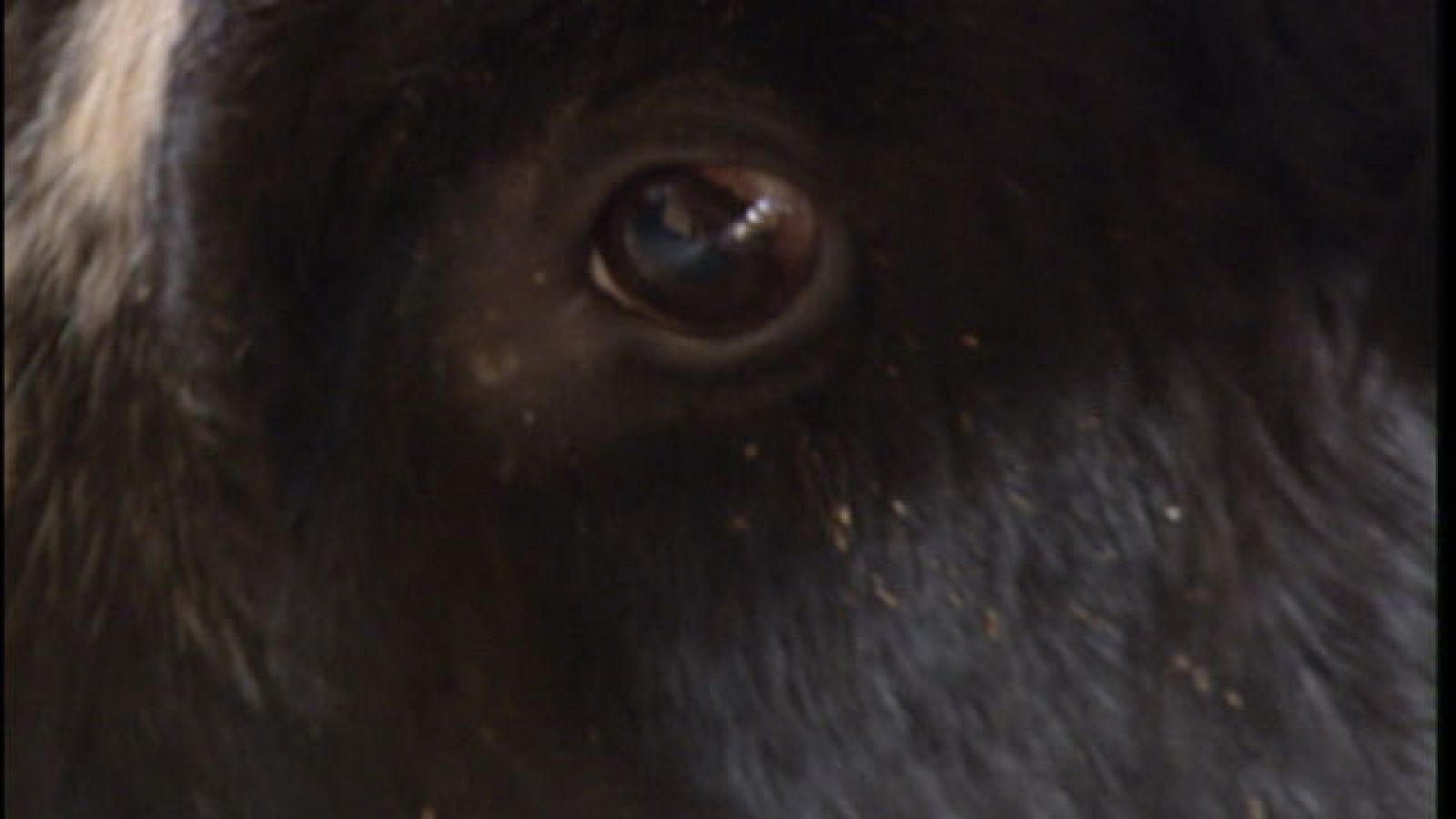 El toro "Ratón" reaparece esta noche en las fiestas de Sueca, en Valencia | Ver