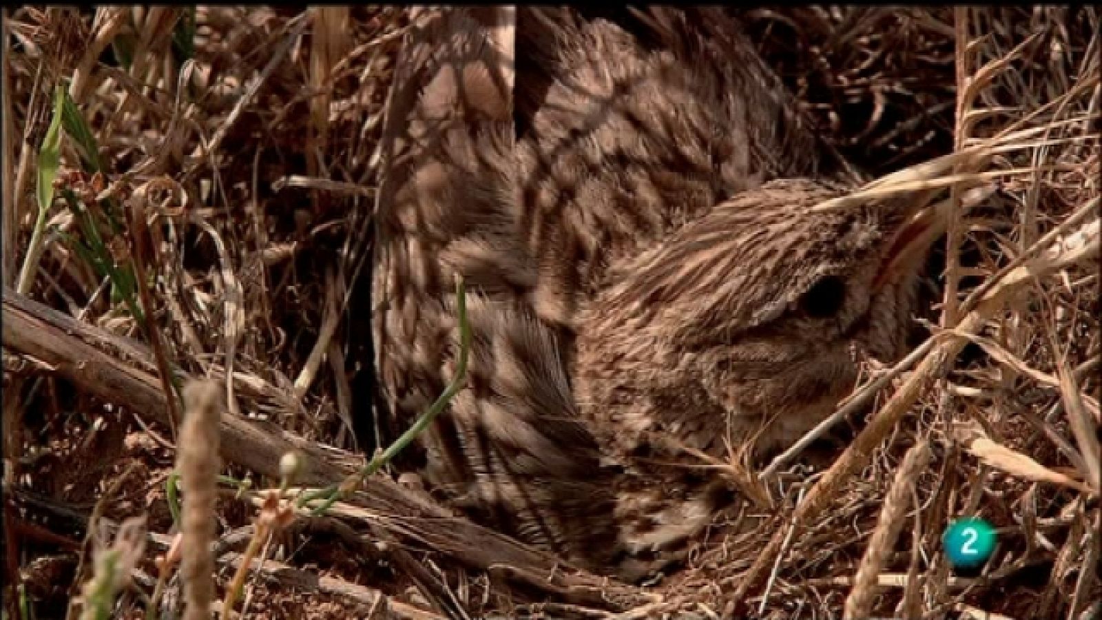 Biodiario - 11/09/11 - Ver ahora