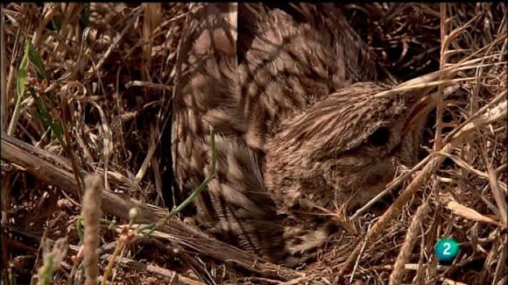 Biodiario - Biodiario - 11/09/11