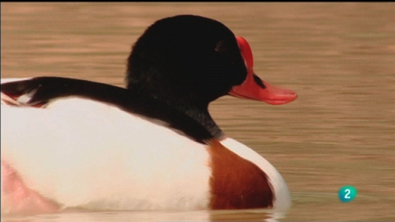 Biodiario - 12/09/11 - Ver ahora