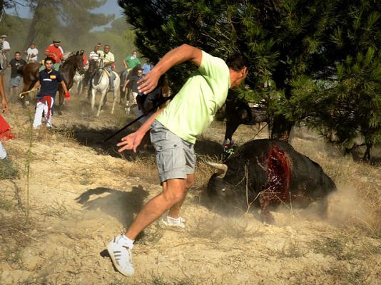 Telediario 1 - Toro de la Vega