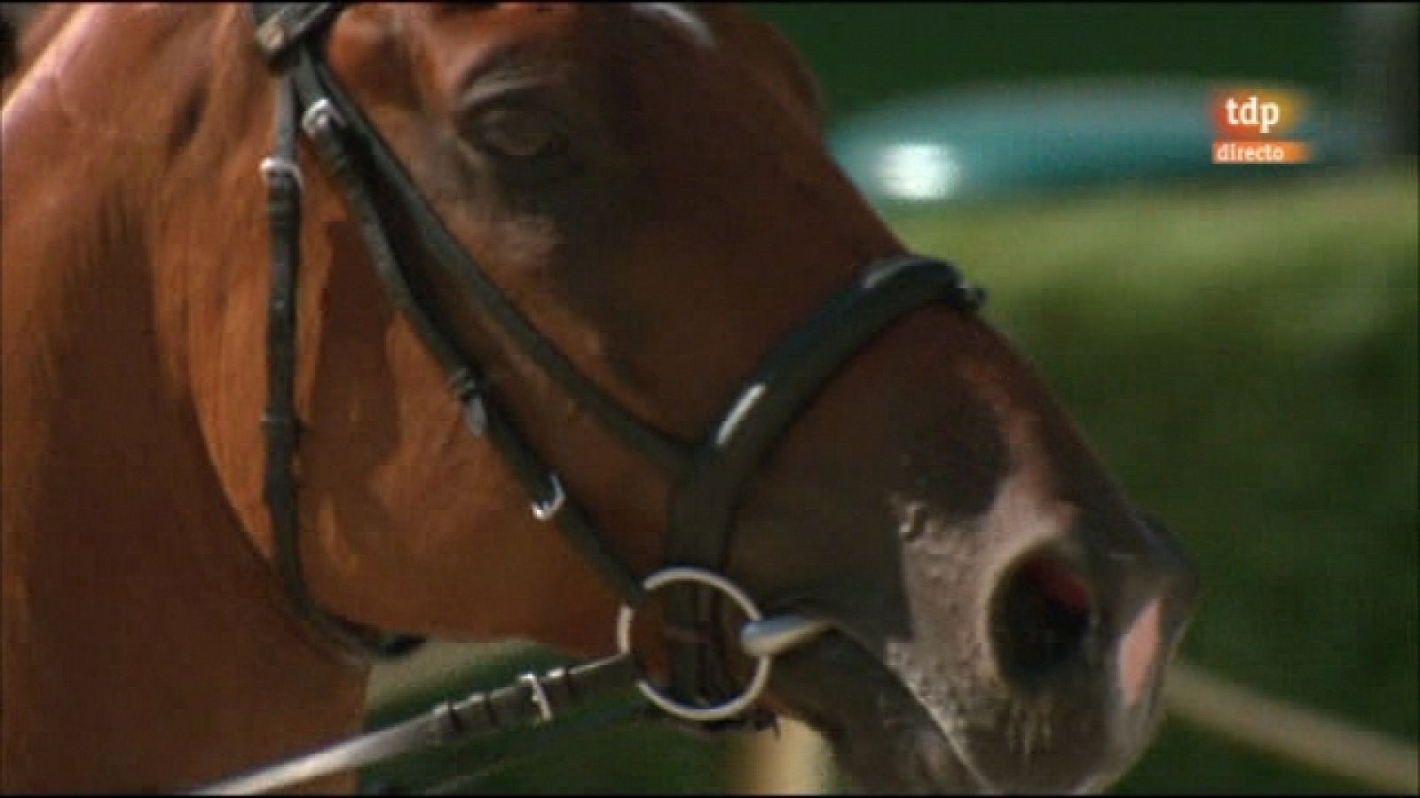 Hípica. Campeonato Europa Saltos obstáculos 2011 - Individual y equipos 1ª ronda grupos 1 y 2 - 14/09/11 - Ver ahora