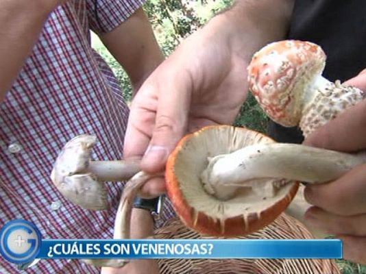+Gente - ¿Setas comestibles o venenosas?