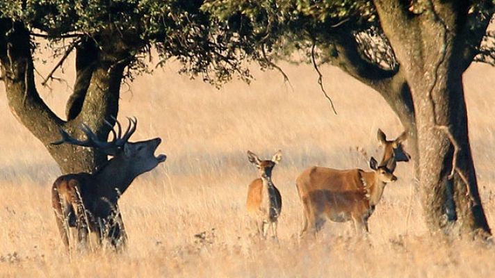Telediario 1 - El parque natural de Cabañeros vive estos días la berrea de los ciervos
