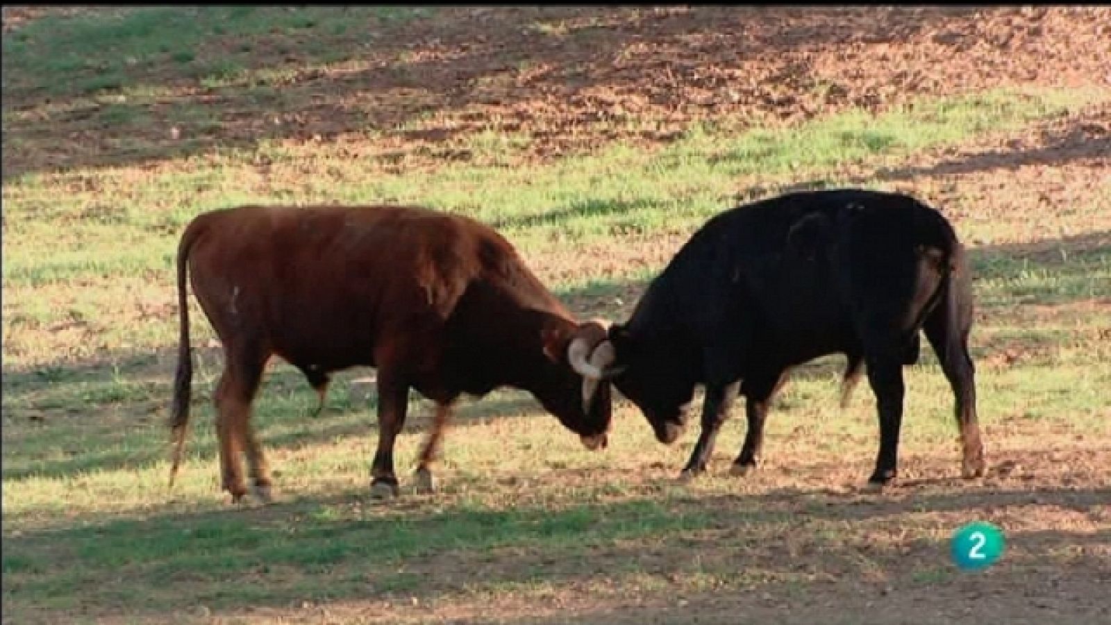 Biodiario - 17/09/11 - Ver ahora