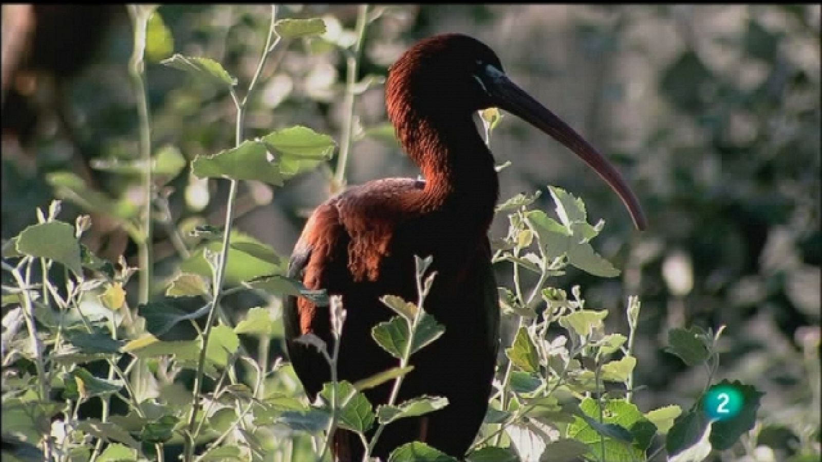 Biodiario - 18/09/11 - Ver ahora