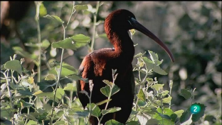 Biodiario - Biodiario - 18/09/11