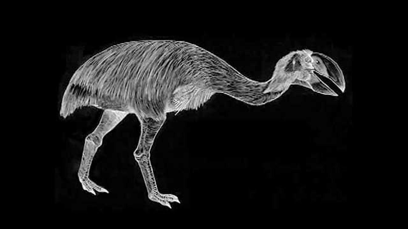 ¿Cual es el ave más grande?