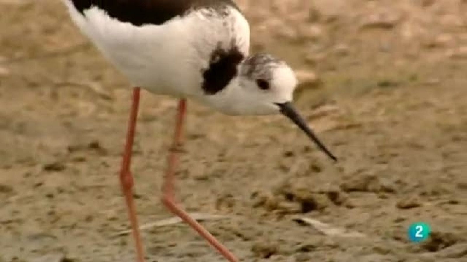 Biodiario - 23/09/11 - Ver ahora