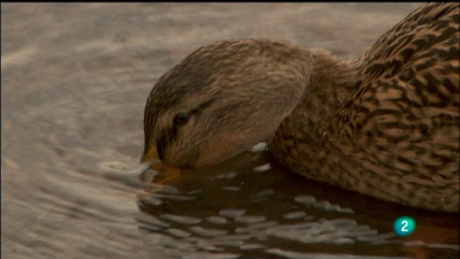 Biodiario - 26/09/11- Ver ahora