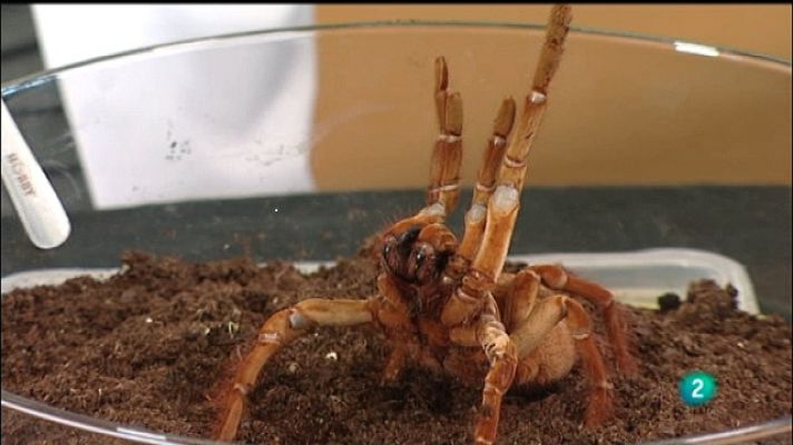 La aventura del Saber - La aventura del saber - 28/09/11