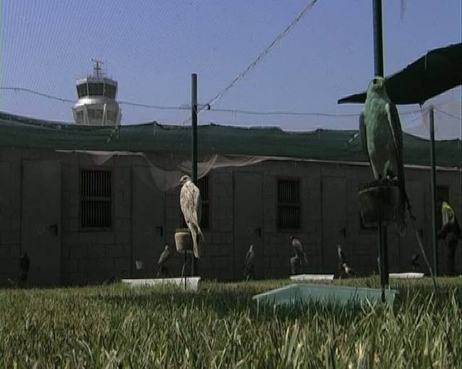 El escarabajo verde -  HALCONES versus AIRBUS