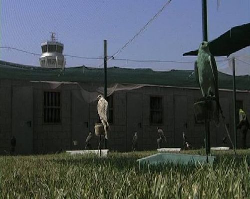 El escarabajo verde - HALCONES versus AIRBUS