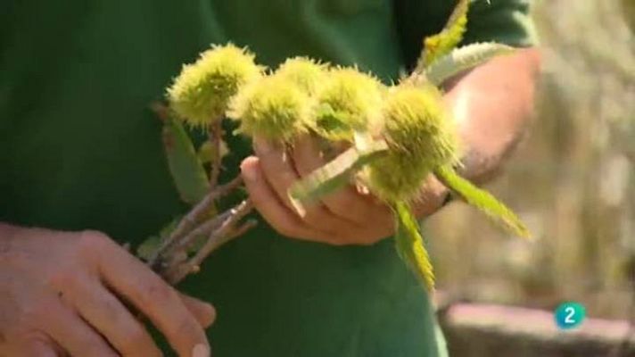 Para todos La 2 - Gastronomía: Los frutos del bosque