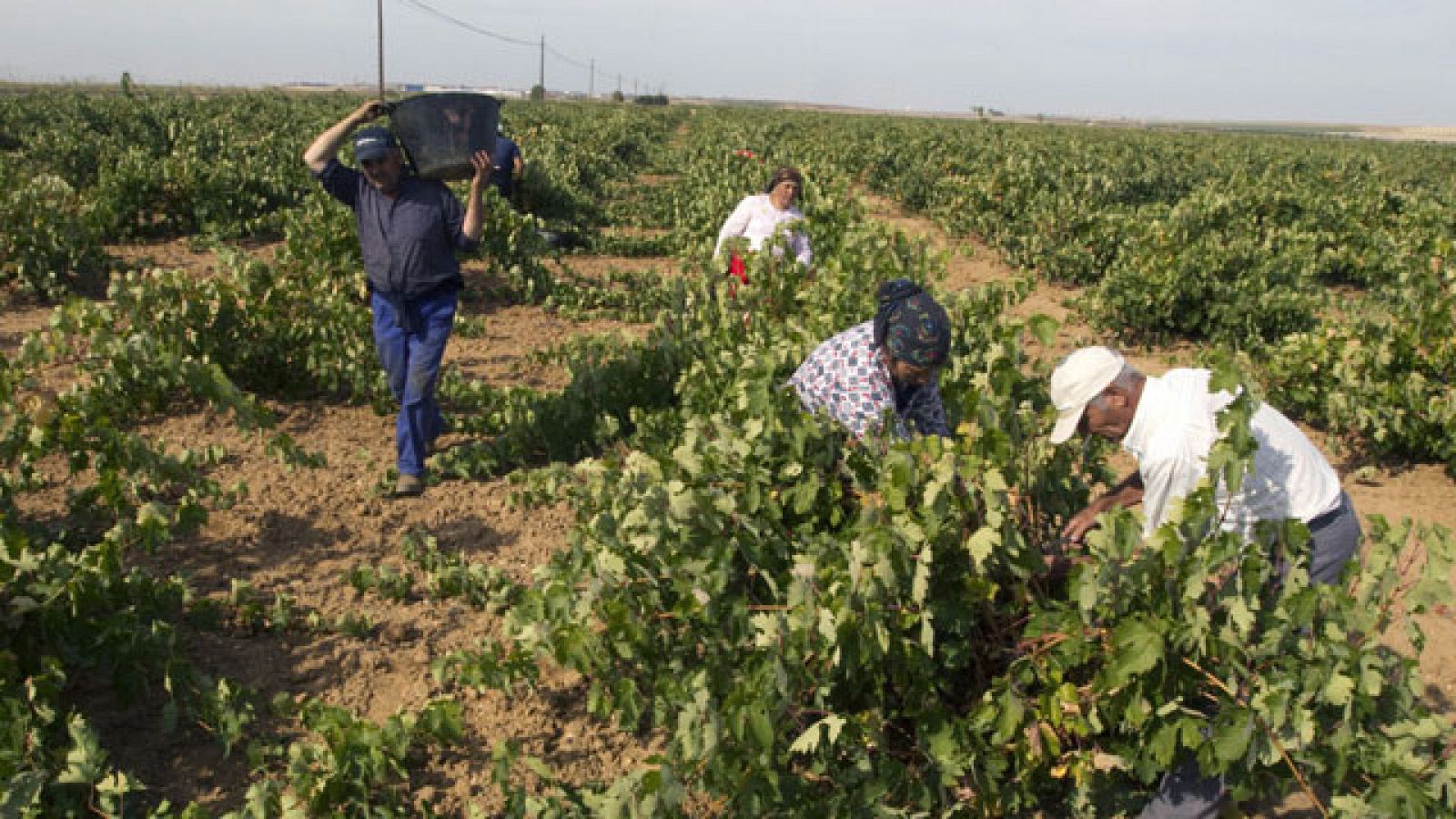 La vendimia, nueva fuente de empleo para los parados