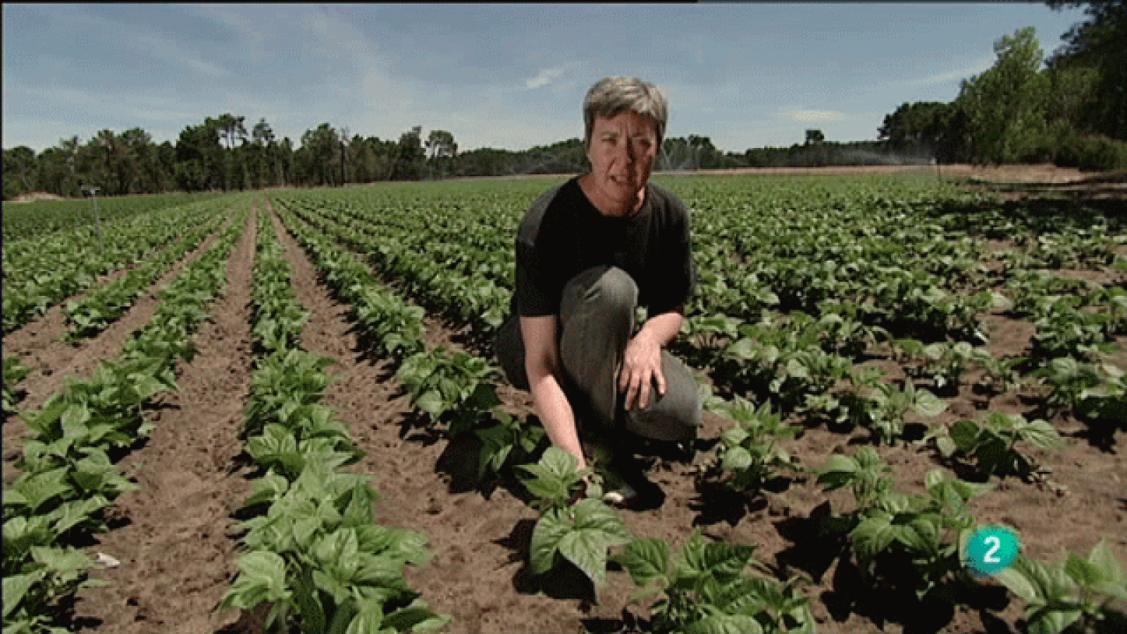 La aventura del saber. Reportaje: Agricultura ecológica