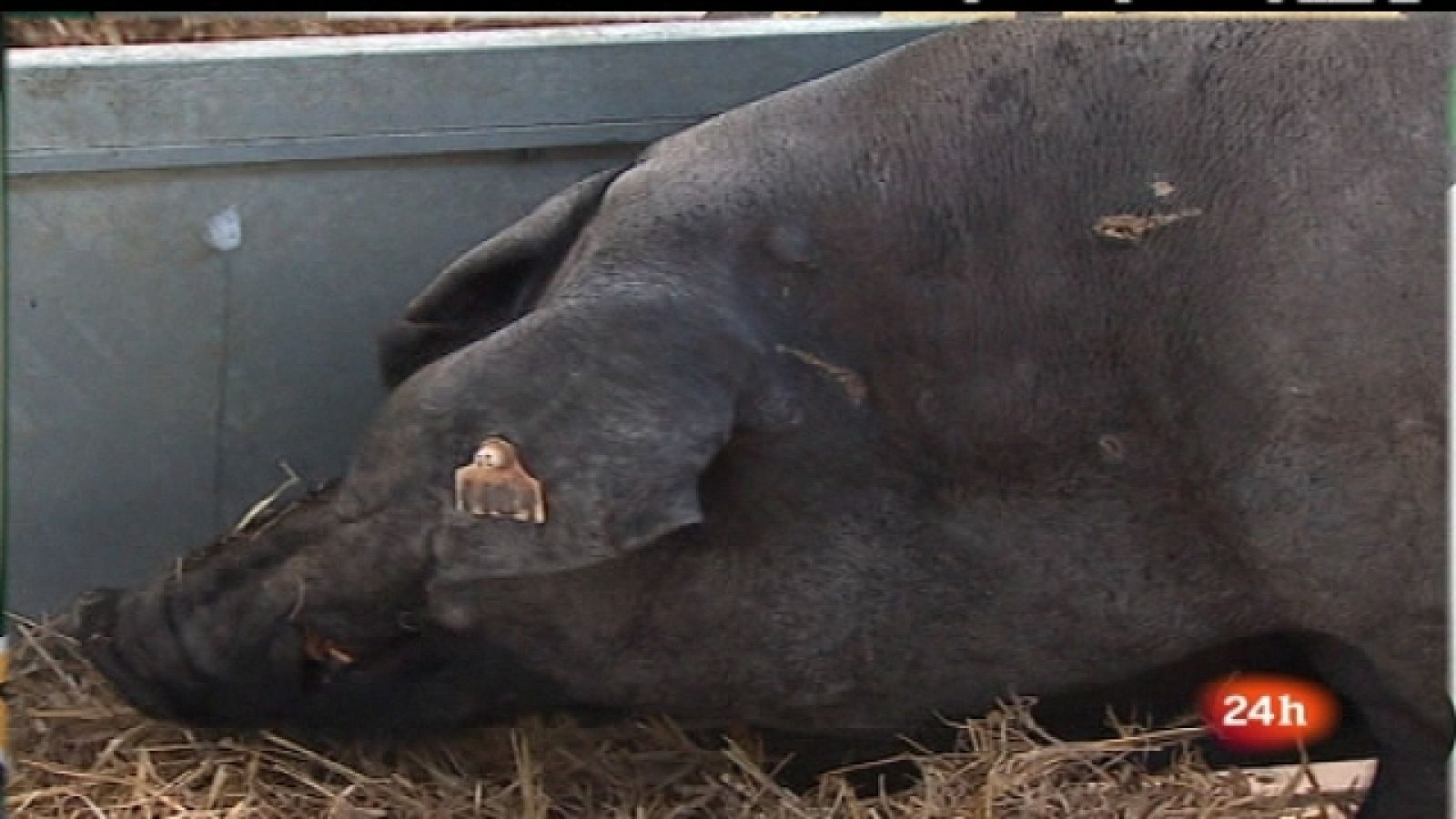 España en 24 horas - /09/11 - Ver ahora