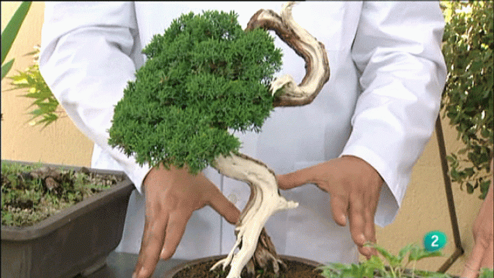 La aventura del Saber - Experimentos Cosmocaixa: Bonsáis I