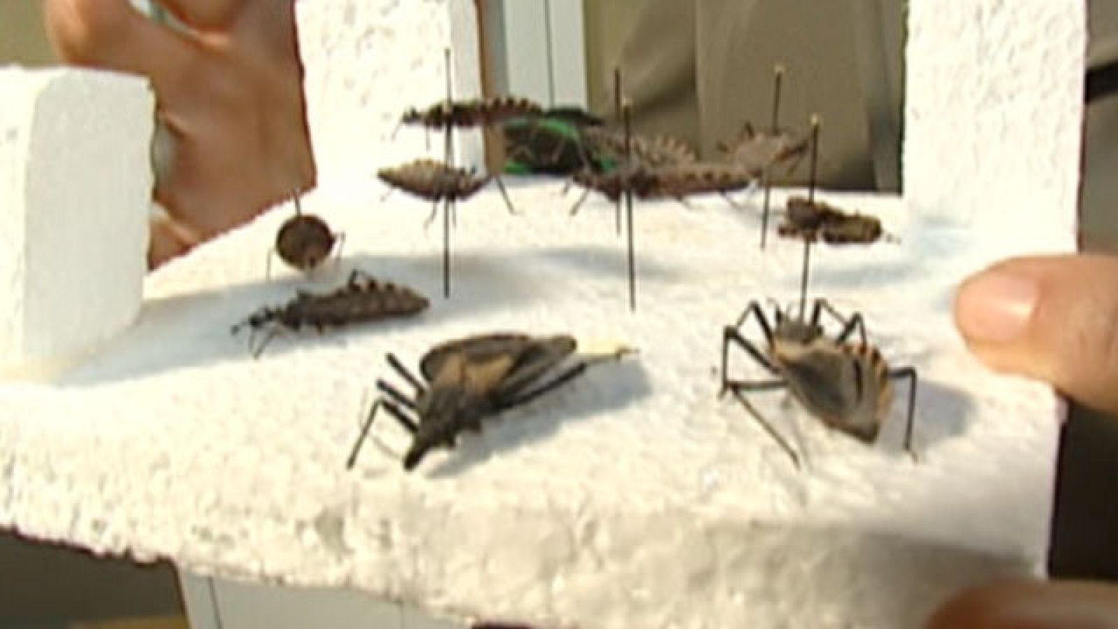 Con los viajes aumenta el riesgo de contagio de enfermedades infecciosas