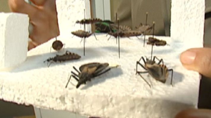 Telediario 1 - Con los viajes aumenta el riesgo de contagio de enfermedades infecciosas