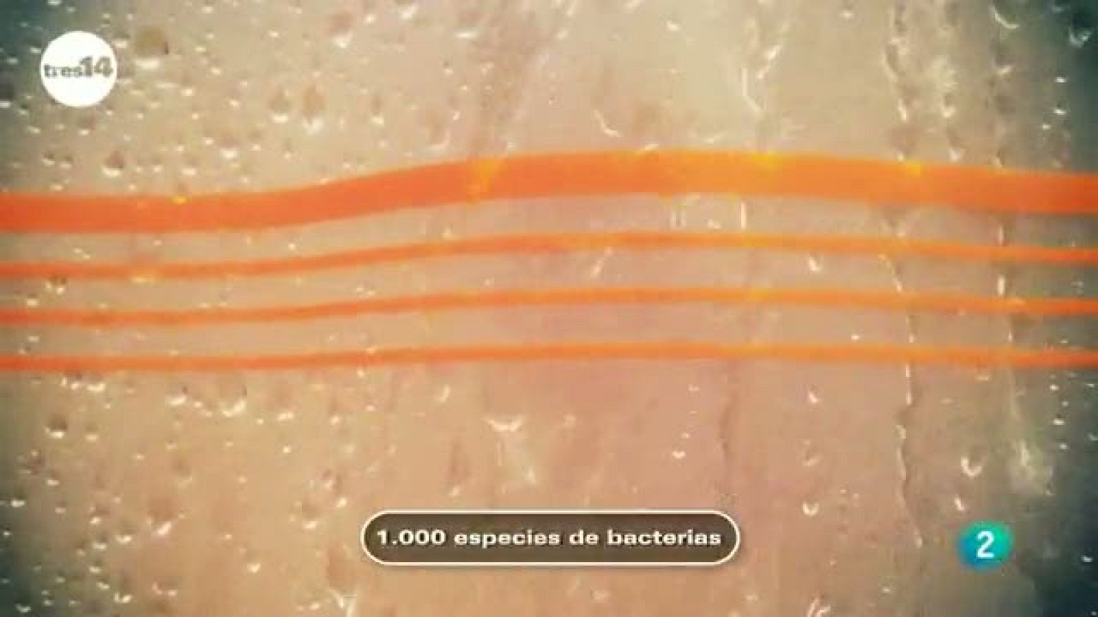 tres14 - curiosidades científicas - Especies de bacterias