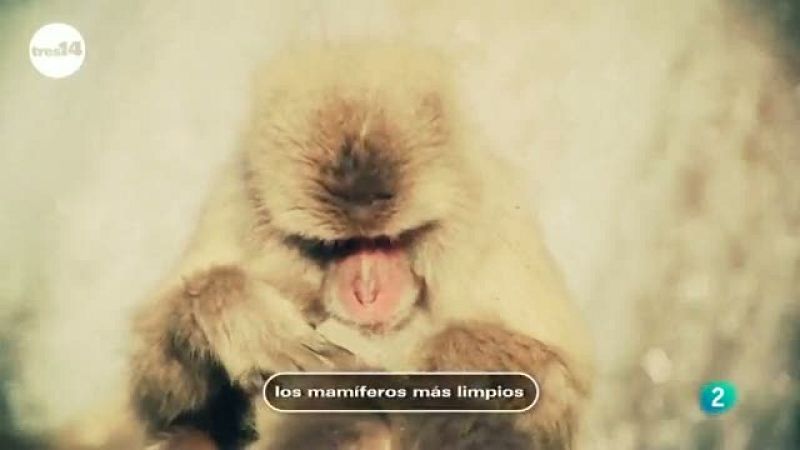 tres14 - curiosidades científicas - Mamíferos limpios