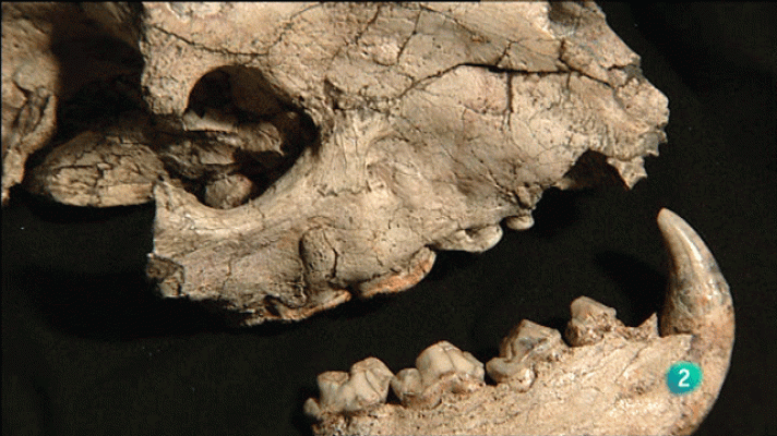 La aventura del Saber - Fonelas, un mundo perdi