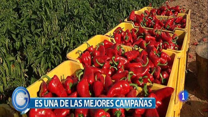 +Gente - Pimiento del piquillo en Lodosa