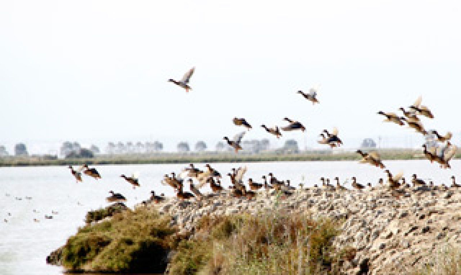 El escarabajo verde -  Deltas bajo presión - Avance