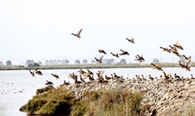 El escarabajo verde - Deltas bajo presión