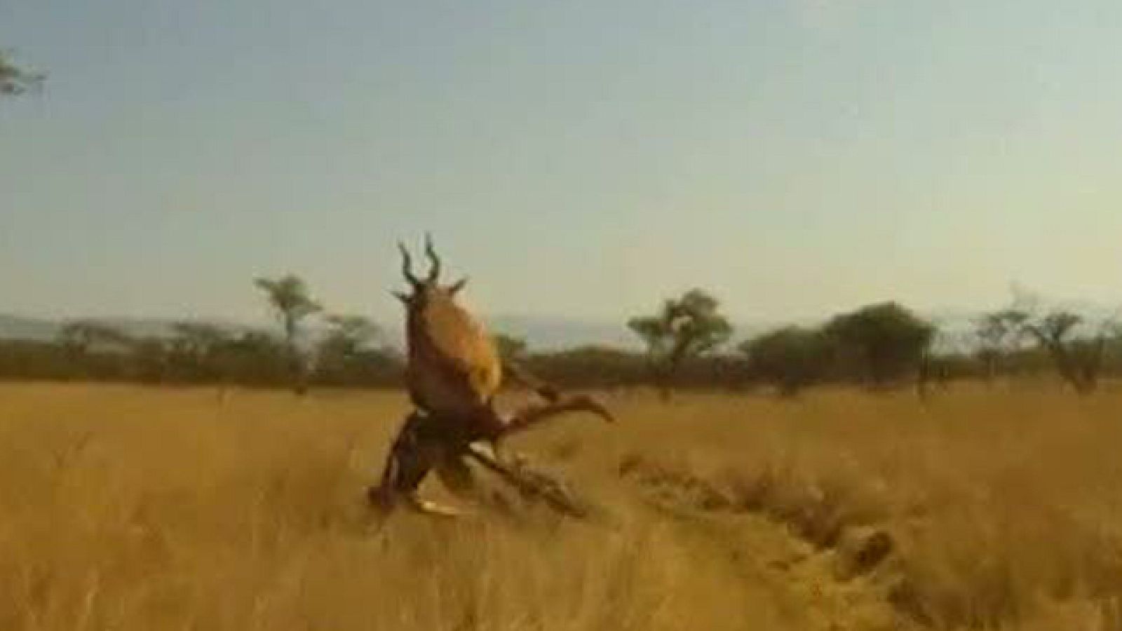 El ciclista sudafricano Evan van der Spuy fue embestido por un antílope mientras participaba del circuito de KwaZulu-Natal al noroeste de Sudáfrica. A pesar de la espeluznante escena, Van der Spuy sólo ha sufrido heridas de carácter leve en el cuello