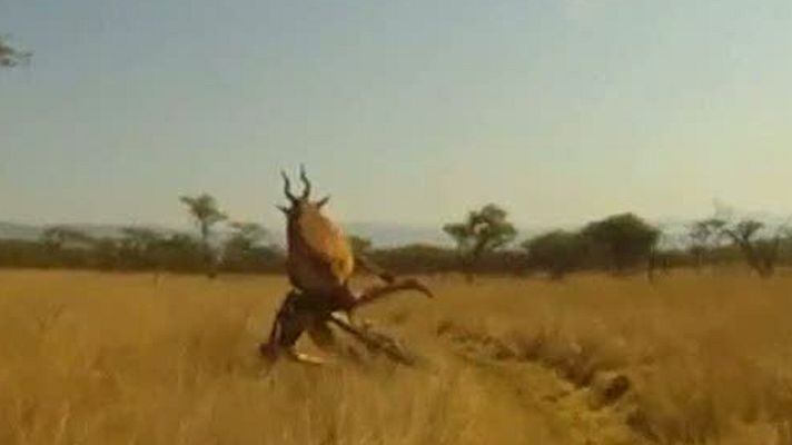 Telediario 1 - Un antílope embiste a un ciclista