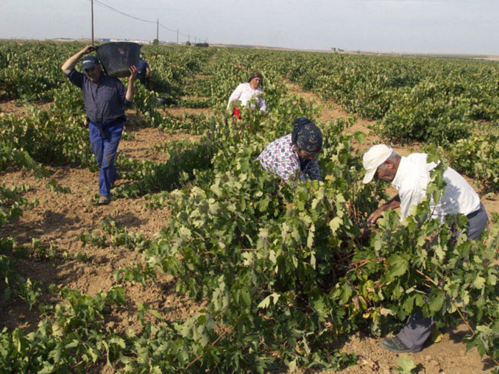 Bruselas valorará la sostenibilidad en la agricultura para conceder ayudas