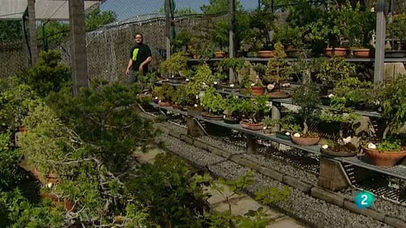 La aventura del saber. Reportaje: Bonsáis II