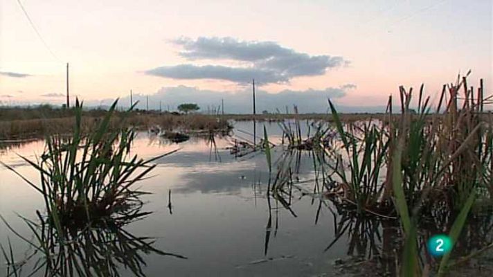 El escarabajo verde - Deltas bajo presión