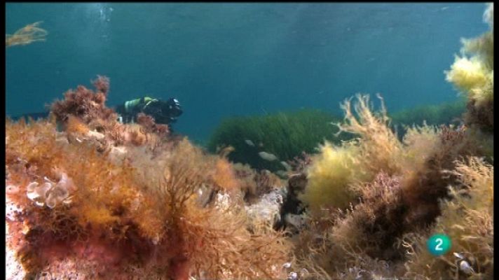 Documentales culturales - Asedio a la posidonia