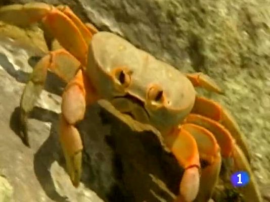 Telediario 1 - Mercado negro de aletas de tiburon