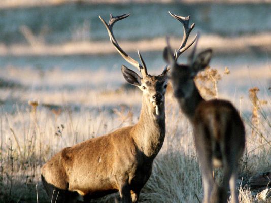 Telediario 1 - Perdidas en el sector de caza
