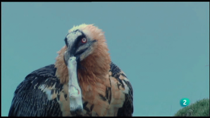 La aventura del saber. Reportaje: Bosque de Ordesa