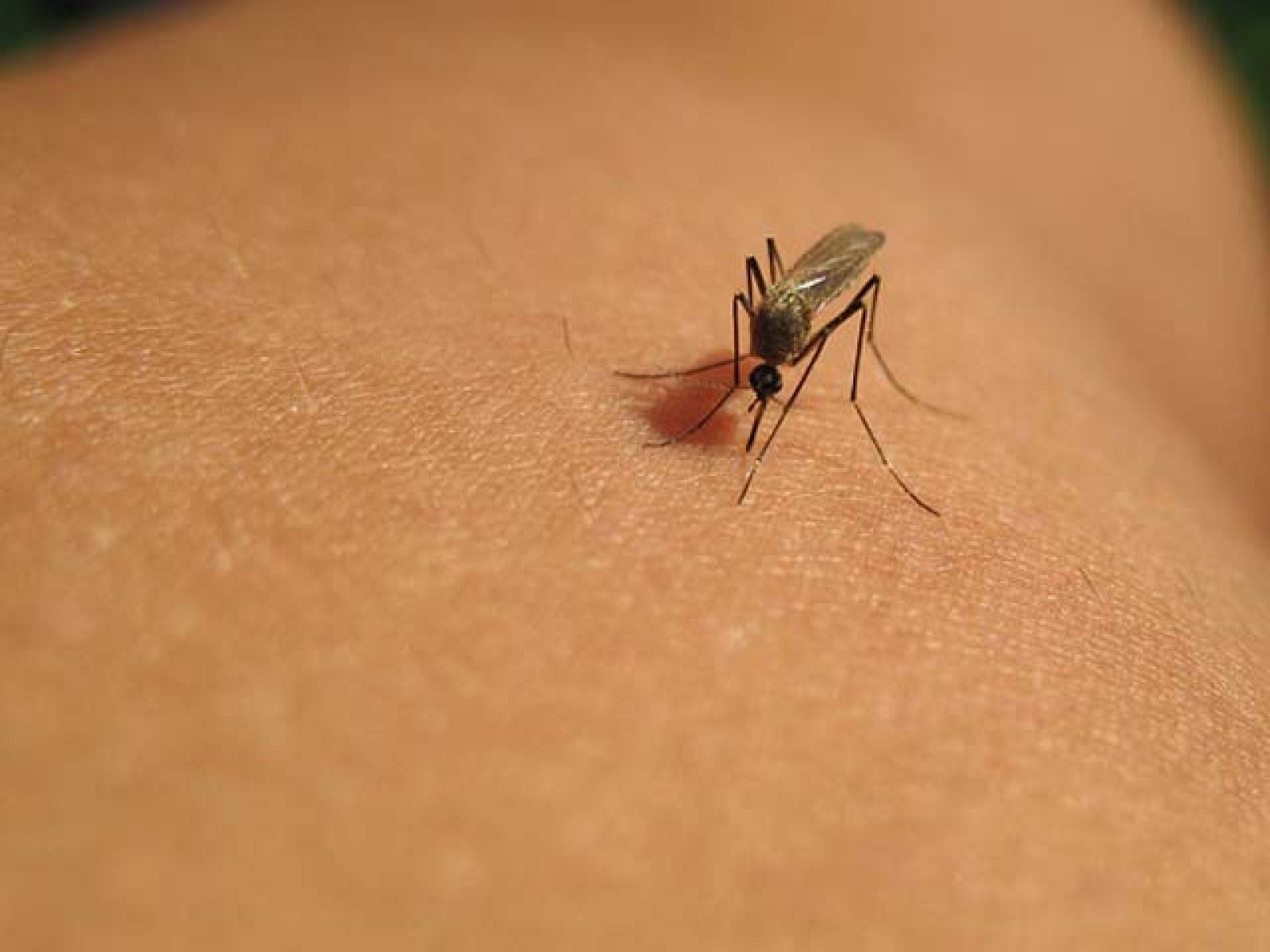 Anuncian una vacuna contra la malaria que podría proteger a la mitad de niños expuestos - Informativo 24h | Ver