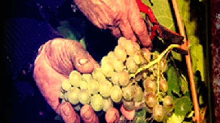 Racons - Alt Penedès