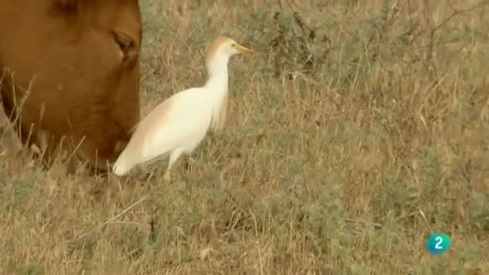 Biodiario - 21/10/11 - Ver ahora