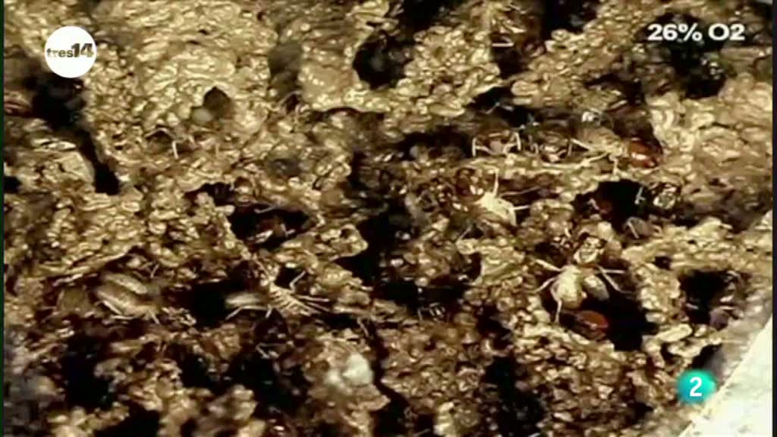 tres14 - Curiosidades científicas - Nidos bajo el suelo