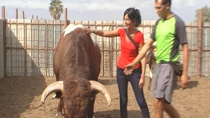 Repor - Repor - Cornadas Festivas- Avance