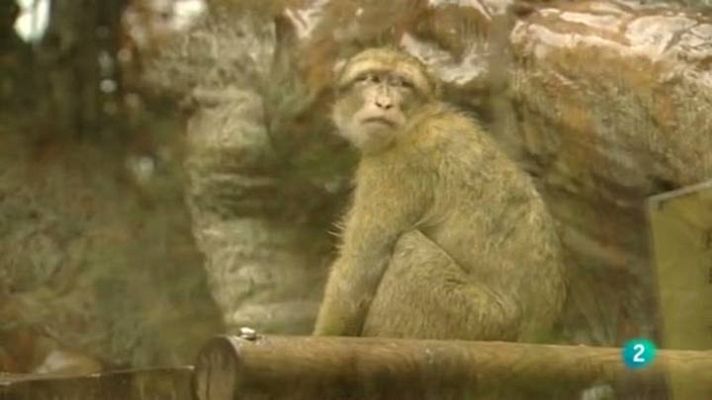 Para todos La 2 - Los parques zoológicos