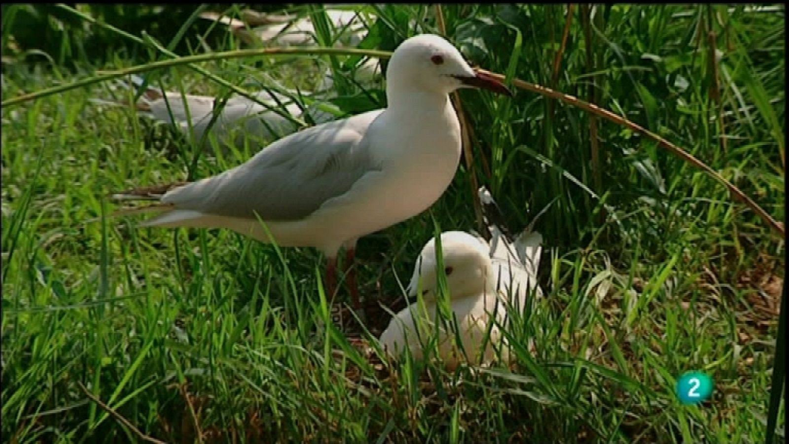 Biodiario - 28/10/11 - Ver ahora