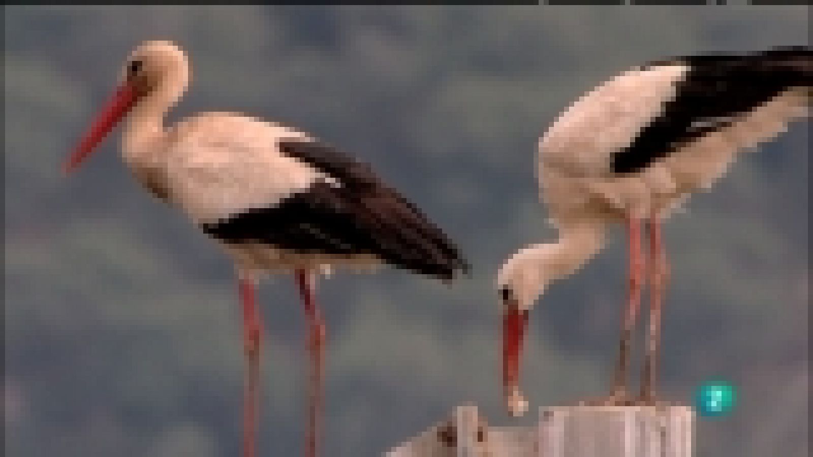 Biodiario - 01/11/11 - Ver ahora